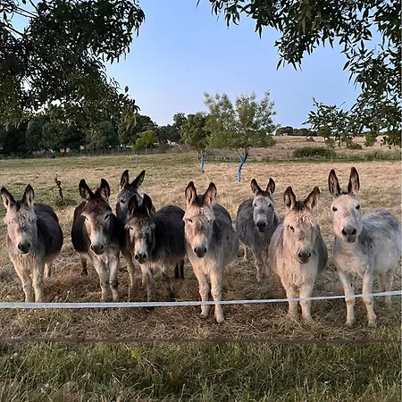 El Viejo Almacen, A 20 Minutos De Segovia * Losana de Piron